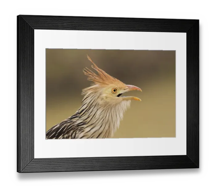 Framed Print : Guira Cuckoo, close-up portrait