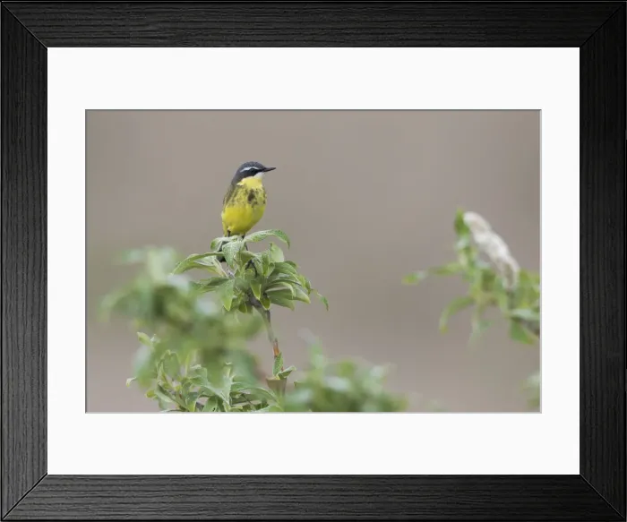 Framed Print : Yellow Wagtail Framed Print : Yellow Wagtail