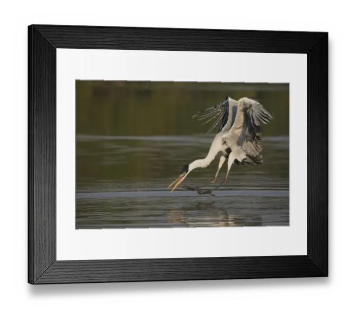 Framed Print : Cocoi Heron pouncing Framed Print : Cocoi Heron pouncing