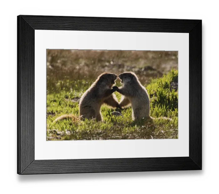 Framed Print : Olympic Marmots youngsters playing Framed Print : Olympic Marmots youngsters playing