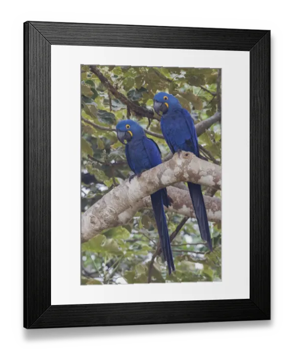 Framed Print : Hyacinth Macaw pair Framed Print : Hyacinth Macaw pair