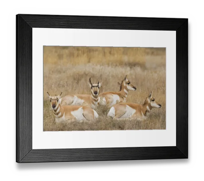 Framed Print : Pronghorn Antelope Buck shedding horn sequence 1