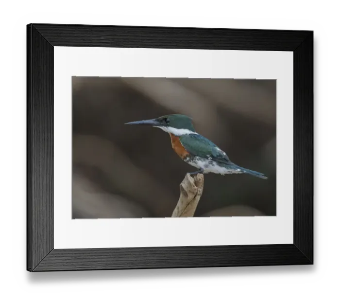 Framed Print : Green Kingfisher Framed Print : Green Kingfisher
