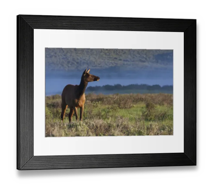 Framed Print : Rocky Mountain Cow Elk, early Spring Framed Print : Rocky Mountain Cow Elk, early Spring