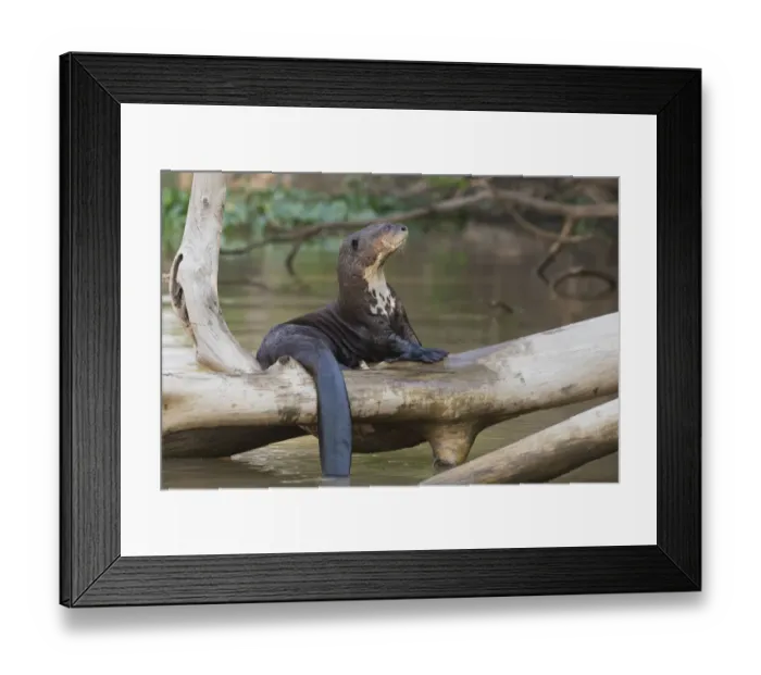 Framed Print : Giant Otter resting Framed Print : Giant Otter resting