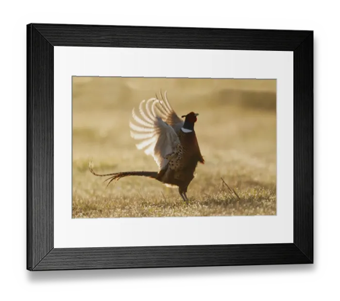 Framed Print : Ring-necked Pheasant, roosters display Framed Print : Ring-necked Pheasant, roosters display