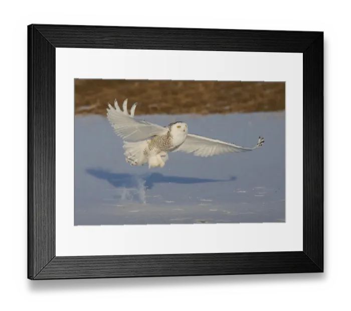 Framed Print : Snowy Owl catching meal Framed Print : Snowy Owl catching meal