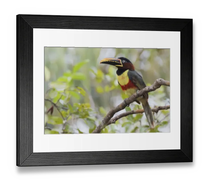 Framed Print : Chestnut-eared Arcari Framed Print : Chestnut-eared Arcari