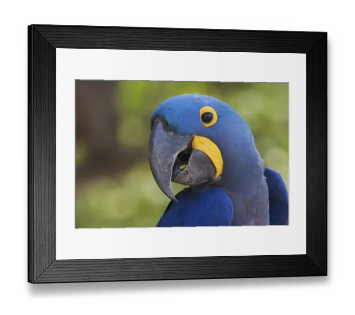 Framed Print : Hyacinth Macaw