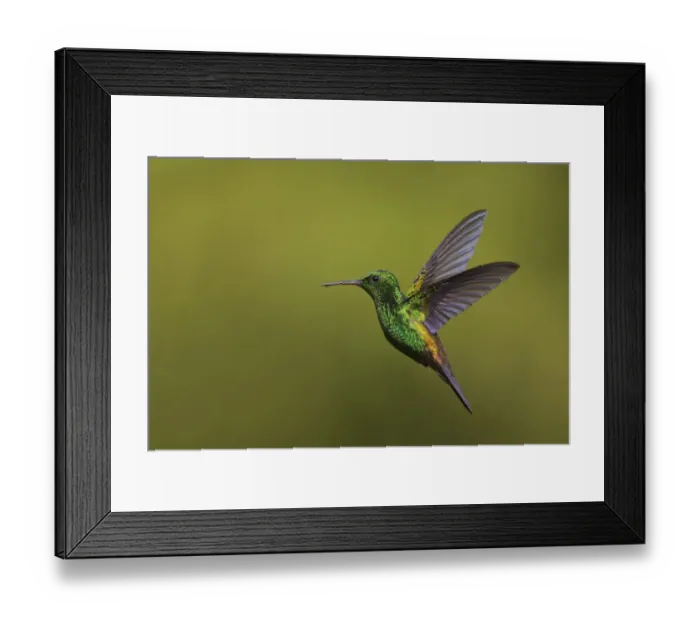 Framed Print : Copper-rumped Hummingbird Framed Print : Copper-rumped Hummingbird
