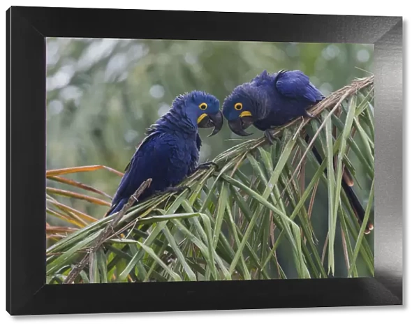 Hyacinth Macaw pair
