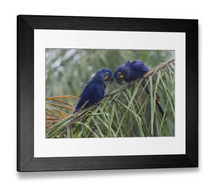 Framed Print : Hyacinth Macaw pair Framed Print : Hyacinth Macaw pair