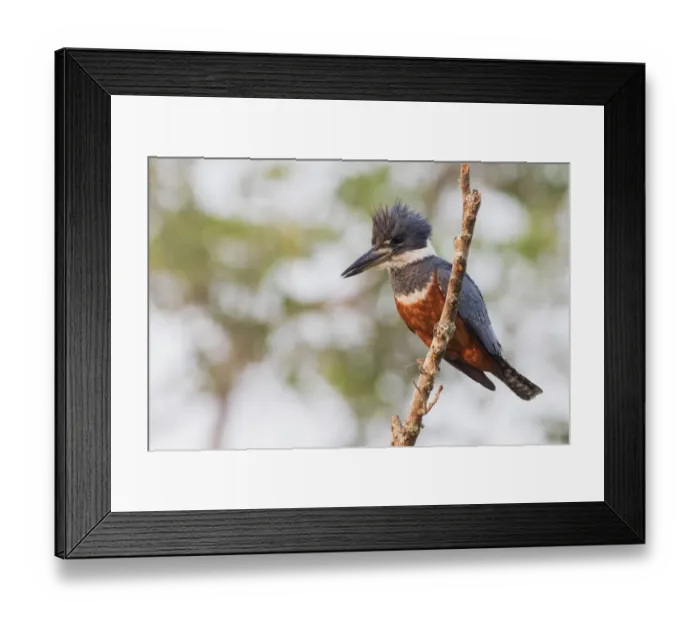 Framed Print : Ringed Kingfisher Framed Print : Ringed Kingfisher