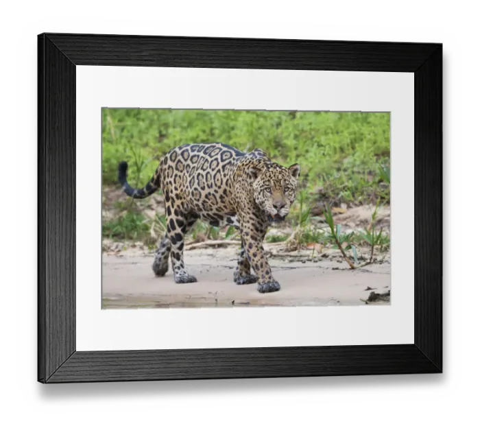 Framed Print : Jaguar on the prowl Framed Print : Jaguar on the prowl