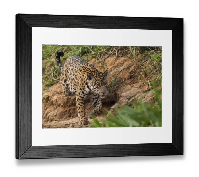 Framed Print : Jaguar stalking