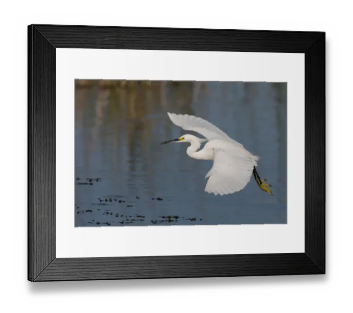 Framed Print : Snowy Egret flying Framed Print : Snowy Egret flying