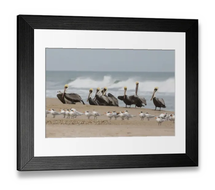 Framed Print : Brown Pelicans and Elegant Terns on the beach