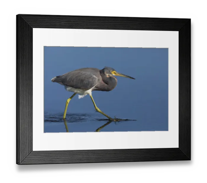 Framed Print : Tri-colored Heron stalking prey