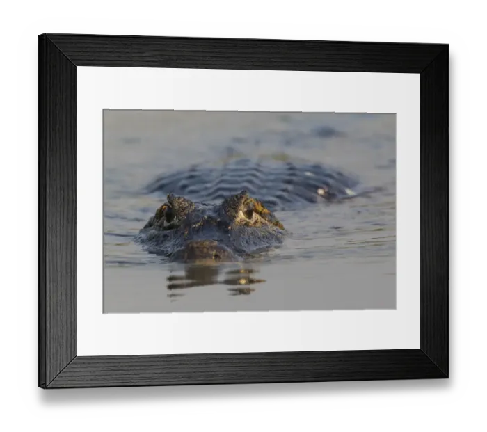 Framed Print : Yacare Caiman Framed Print : Yacare Caiman