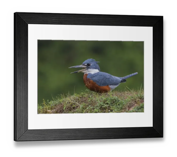 Framed Print : Ringed Kingfisher