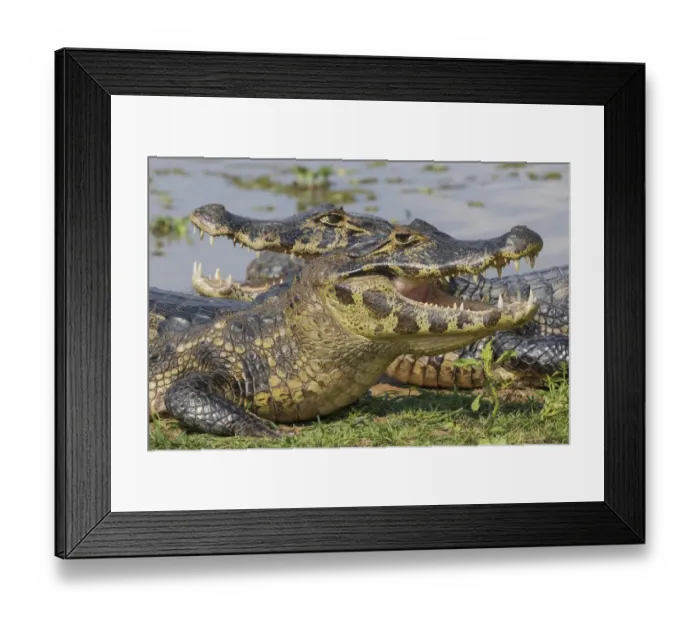 Framed Print : Yacare Caiman basking Framed Print : Yacare Caiman basking