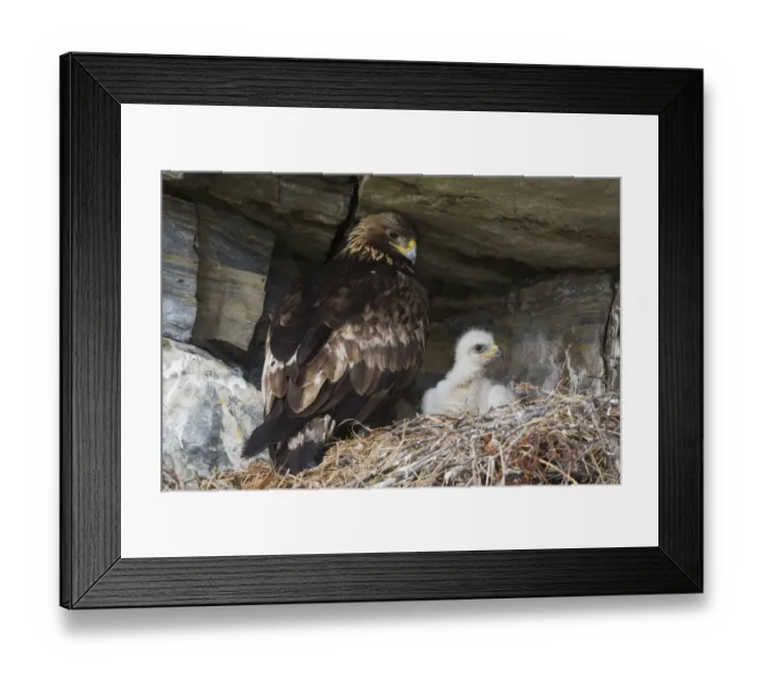Framed Print : Golden Eagle with chick Framed Print : Golden Eagle with chick