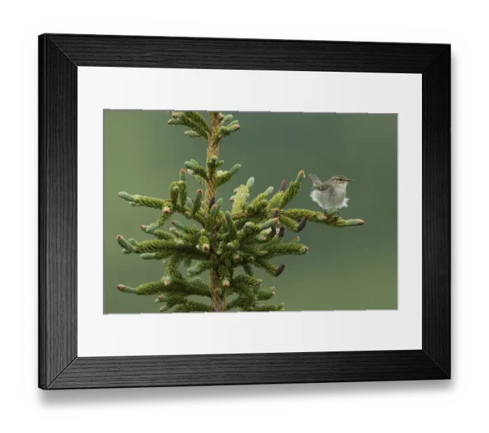 Framed Print : Arctic Warbler, Sub-arctic Boreal forest