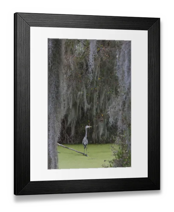 Framed Print : Great Blue Heron, Spanish Moss