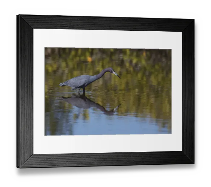 Framed Print : Little Blue Heron stalking a meal