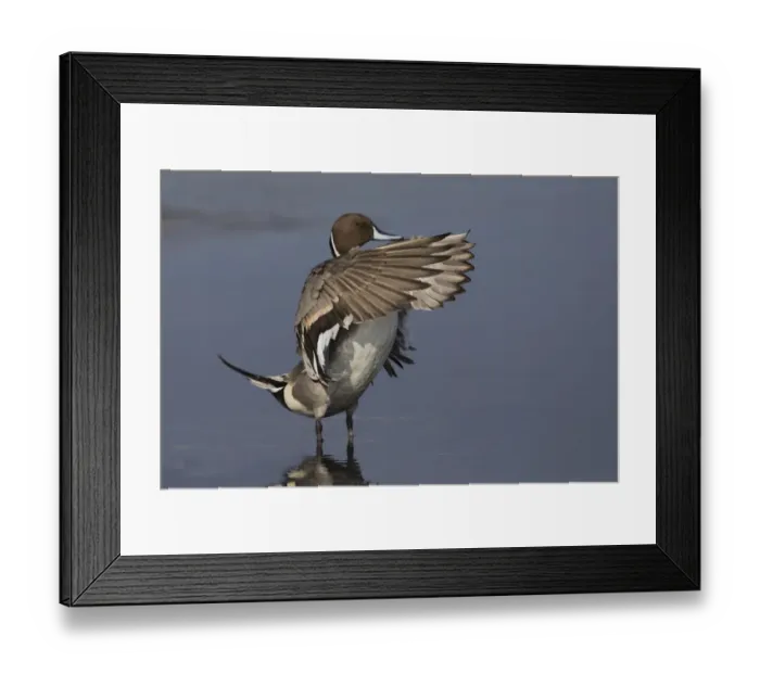 Framed Print : Northern Pintail Drake drying wings Framed Print : Northern Pintail Drake drying wings