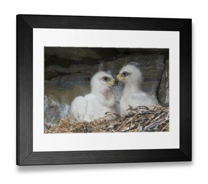 Framed Print : Golden Eagle chicks Framed Print : Golden Eagle chicks