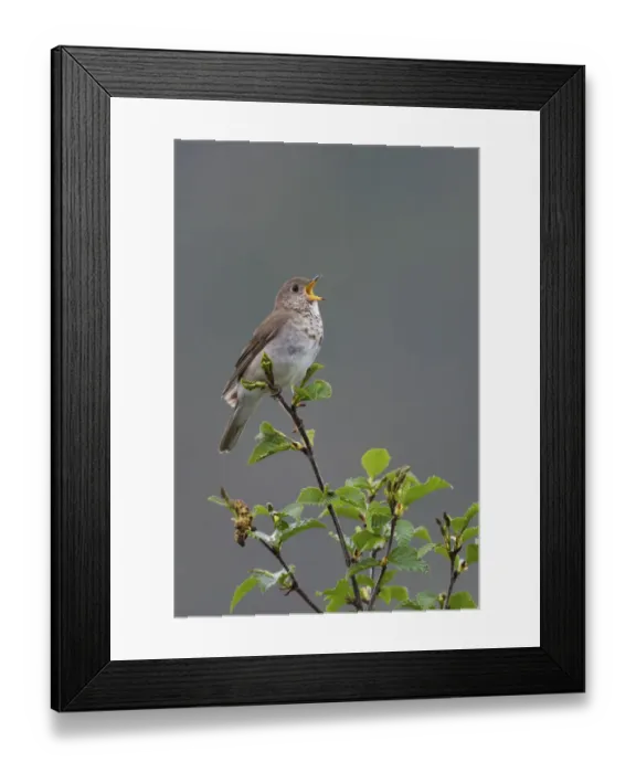 Framed Print : Gray-cheeked Thrush territorial song Framed Print : Gray-cheeked Thrush territorial song