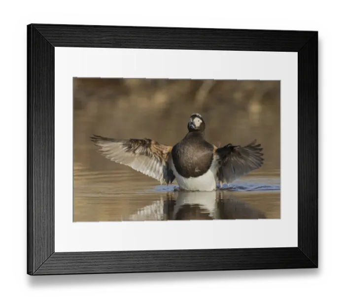 Framed Print : Long-tailed Duck drying its wings