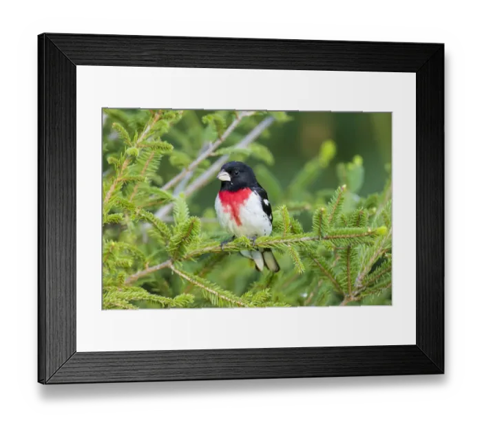 Framed Print : Rose-breasted Grosbeak (Pheucticus ludovicianus) male in spruce tree. Marion Co. IL Framed Print : Rose-breasted Grosbeak (Pheucticus ludovicianus) male in spruce tree. Marion Co. IL