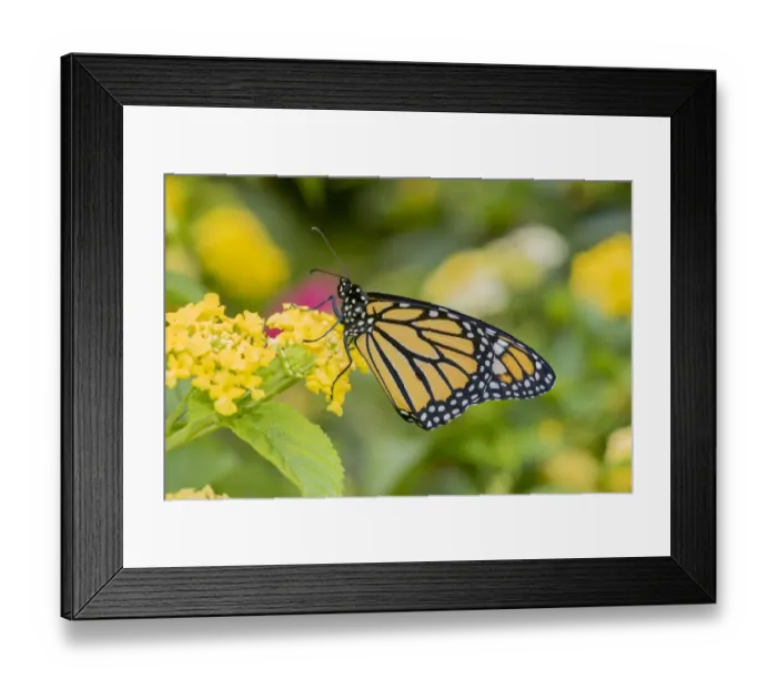 Framed Print : Monarch (Danaus plexippus) on Lantana sp. Marion Co. IL Framed Print : Monarch (Danaus plexippus) on Lantana sp. Marion Co. IL