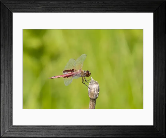 Framed Print : Red Saddlebags (Tramea onusta) male, Marion County, Illinois Framed Print : Red Saddlebags (Tramea onusta) male, Marion County, Illinois