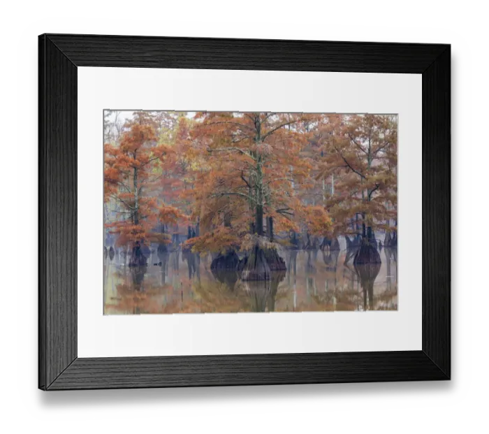 Framed Print : Cypress trees in fall color Horseshoe Lake State Fish and Wildlife Area, Alexander County