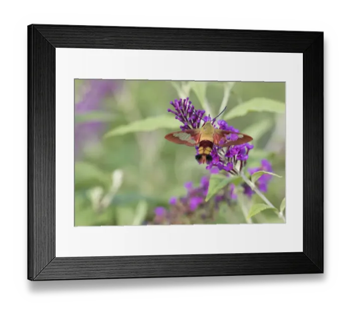 Framed Print : Hummingbird Clearwing (Hemaris thysbe) on Butterfly Bush (Buddleja davidii), Marion County Framed Print : Hummingbird Clearwing (Hemaris thysbe) on Butterfly Bush (Buddleja davidii), Marion County