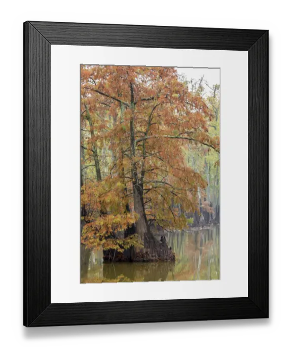 Framed Print : Cypress trees in fall color Horseshoe Lake State Fish and Wildlife Area, Alexander County Framed Print : Cypress trees in fall color Horseshoe Lake State Fish and Wildlife Area, Alexander County