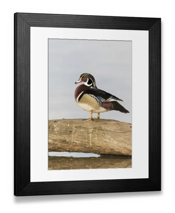 Framed Print : Wood Duck (Aix sponsa) male in wetland Marion Co. IL