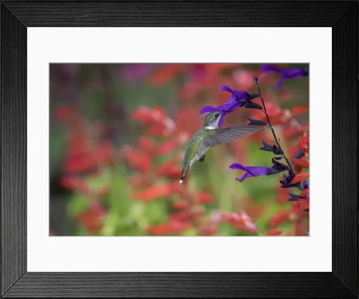 Framed Print : Ruby-throated Hummingbird (Archilochus colubris) on Purple Majesty Salvia (Salvia Framed Print : Ruby-throated Hummingbird (Archilochus colubris) on Purple Majesty Salvia (Salvia