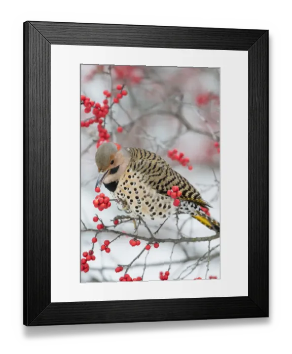 Framed Print : Northern Flicker (Colaptes auratus) male eating Winterberry (Ilex verticillata) in winter Framed Print : Northern Flicker (Colaptes auratus) male eating Winterberry (Ilex verticillata) in winter