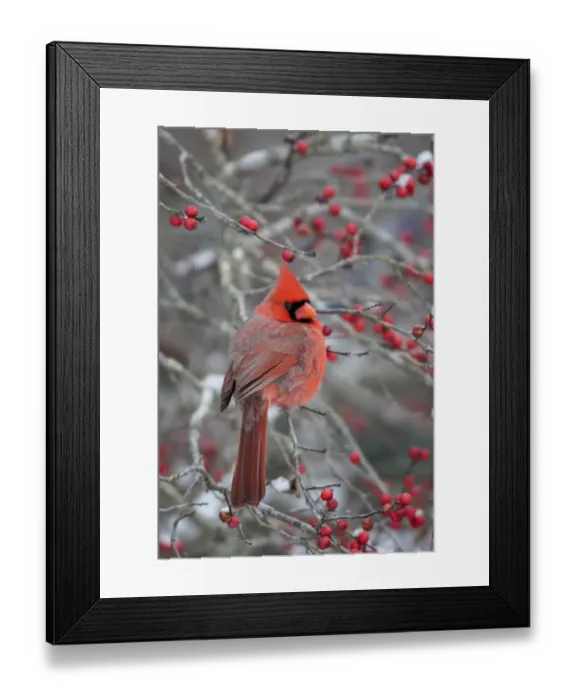 Framed Print : Northern Cardinal (Cardinalis cardinalis) male in Winterberry bush (Ilex verticillata) Marion Co