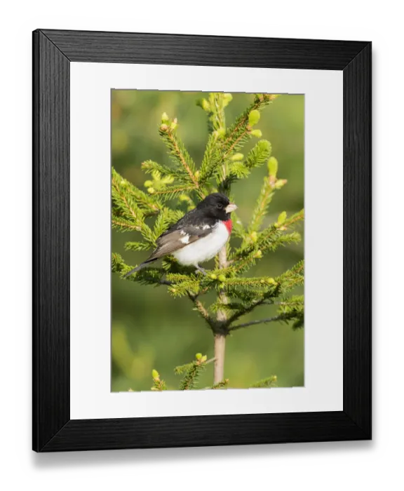 Framed Print : Rose-breasted Grosbeak (Pheucticus ludovicianus) male in spruce tree. Marion Co. IL Framed Print : Rose-breasted Grosbeak (Pheucticus ludovicianus) male in spruce tree. Marion Co. IL