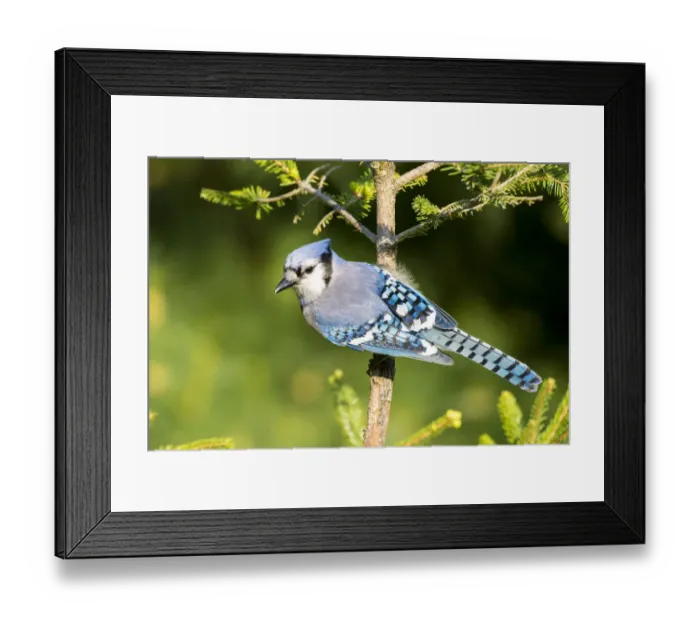 Framed Print : Blue Jay (Cyanocitta cristata) in spruce tree. Marion Co. IL