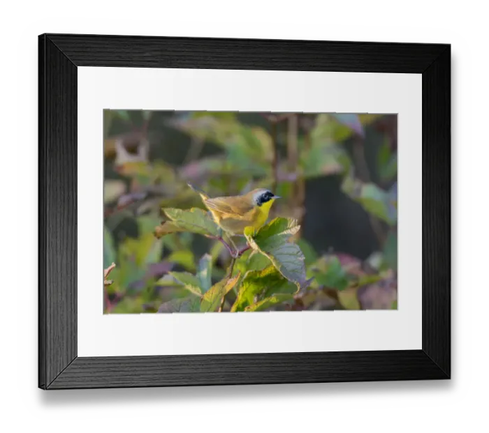 Framed Print : Common Yellowthroat (Geothlypis trichas) male in Blue Atlas Cedar Marion Co. IL Framed Print : Common Yellowthroat (Geothlypis trichas) male in Blue Atlas Cedar Marion Co. IL