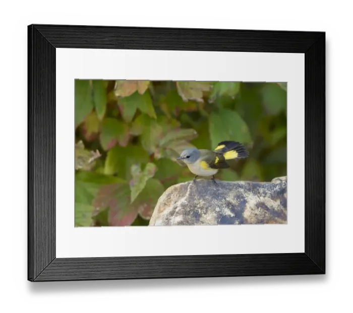 Framed Print : American Redstart (Setophaga ruticilla) female Marion Co. IL