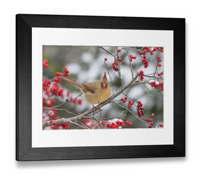 Framed Print : 19024489 Framed Print : 19024489