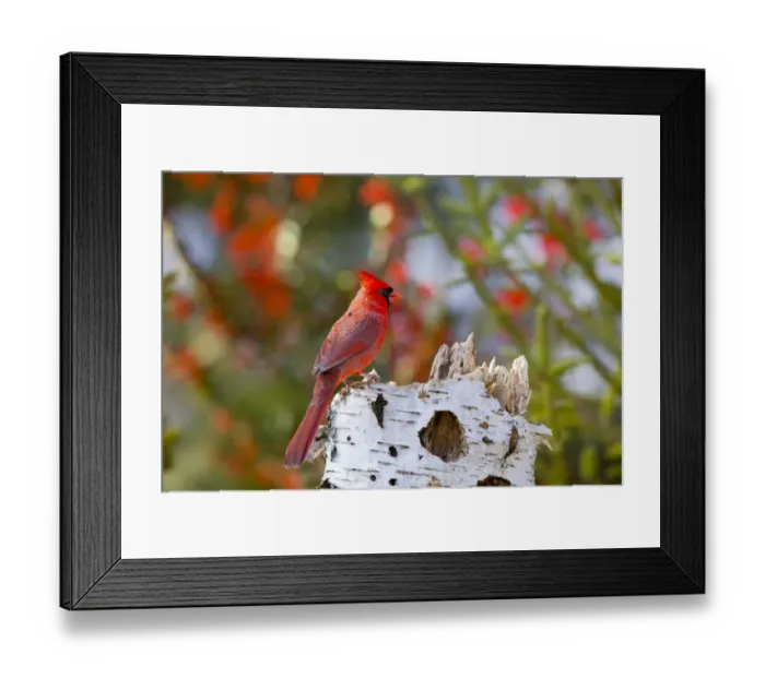 Framed Print : Northern Cardinal (Cardinalis cardinalis) male Marion Co. IL