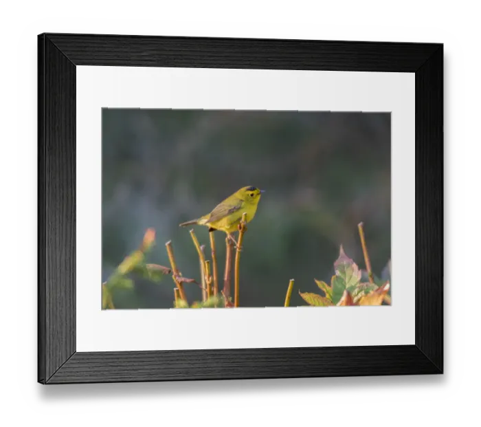 Framed Print : Wilsons Warbler (Cardellina pusilla) Marion Co. IL Framed Print : Wilsons Warbler (Cardellina pusilla) Marion Co. IL
